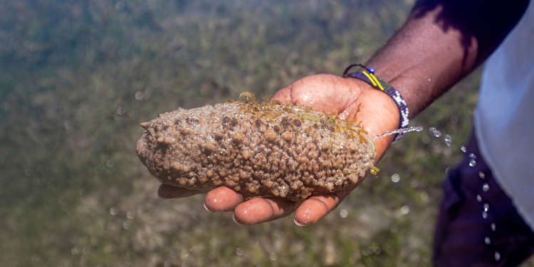 Teripang Emas | Gold G Bio Sea Cucumber